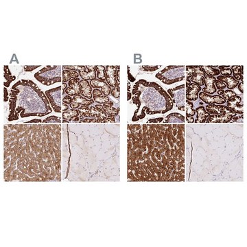 Anti-PCK2 antibody produced in rabbit Prestige Antibodies&#174; Powered by Atlas Antibodies, affinity isolated antibody, buffered aqueous glycerol solution