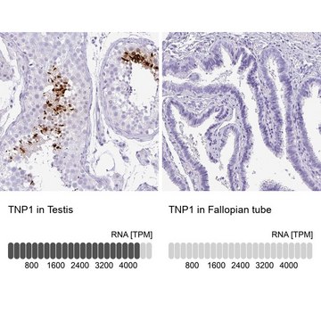 Anti-TNP1 antibody produced in rabbit Prestige Antibodies&#174; Powered by Atlas Antibodies, affinity isolated antibody, buffered aqueous glycerol solution