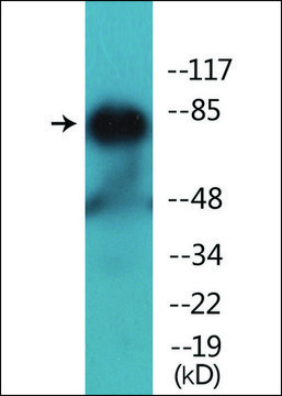 Anti-phospho-PKC &#952; (pThr538) antibody produced in rabbit affinity isolated antibody