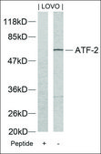 Anti-ATF2 (Ab-73 or 55) antibody produced in rabbit affinity isolated antibody