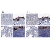 Anti-SCEL antibody produced in rabbit Prestige Antibodies® Powered by Atlas Antibodies, affinity isolated antibody, buffered aqueous glycerol solution