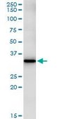 Monoclonal Anti-FBXO6 antibody produced in mouse clone 3F10, purified immunoglobulin, buffered aqueous solution