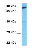 Anti-OAS1 (ab3) antibody produced in rabbit affinity isolated antibody