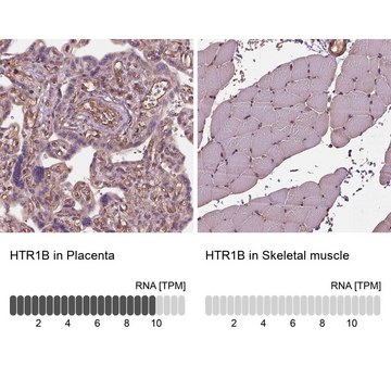 Anti-HTR1B antibody produced in rabbit Prestige Antibodies&#174; Powered by Atlas Antibodies, affinity isolated antibody