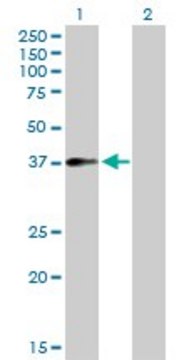 Anti-F11R antibody produced in rabbit purified immunoglobulin, buffered aqueous solution