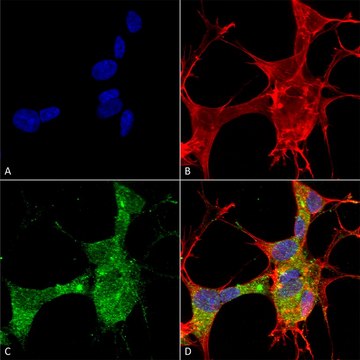 Monoclonal Anti-Lar/Ptprf - Fitc antibody produced in mouse clone S165-38, purified immunoglobulin