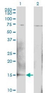 ANTI-BTG2 antibody produced in mouse clone 1B8, purified immunoglobulin, buffered aqueous solution