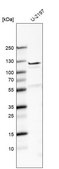 Anti-FBLN7 antibody produced in rabbit Prestige Antibodies® Powered by Atlas Antibodies, affinity isolated antibody, buffered aqueous glycerol solution