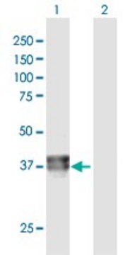 Anti-BCAT2 antibody produced in rabbit purified immunoglobulin, buffered aqueous solution