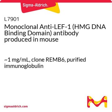 Monoclonal Anti-LEF-1 (HMG DNA Binding Domain) antibody produced in mouse ~1&#160;mg/mL, clone REMB6, purified immunoglobulin