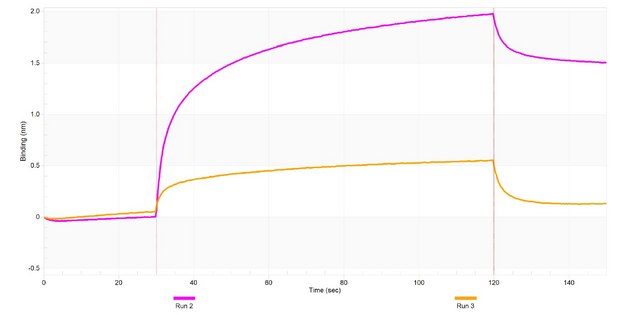 Anti-LDLRAD3 Antibody, clone 2N16 ZooMAb&#174; Rabbit Monoclonal recombinant, expressed in HEK 293 cells