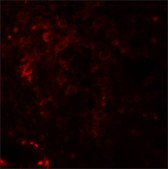Anti-NKX2-6 antibody produced in rabbit affinity isolated antibody