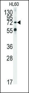 Anti-APS (center) antibody produced in rabbit saturated ammonium sulfate (SAS) precipitated, buffered aqueous solution