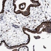 Anti-DFNA5 antibody produced in rabbit Prestige Antibodies® Powered by Atlas Antibodies, affinity isolated antibody, buffered aqueous glycerol solution