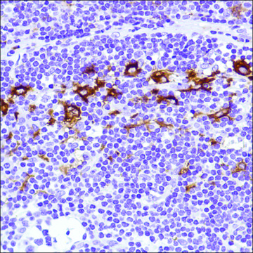 Anti-CD169 antibody, Rabbit monoclonal recombinant, expressed in proprietary host, clone SP216, affinity isolated antibody