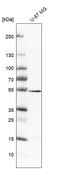 Anti-VAT1L antibody produced in rabbit Prestige Antibodies® Powered by Atlas Antibodies, affinity isolated antibody, buffered aqueous glycerol solution