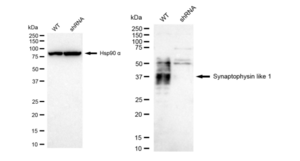 KD-Validated Anti Synaptophysin like 1 Antibody, clone 23GB4675, Rabbit Monoclonal clone 23GB4675, recombinant rabbit monoclonal, expressed in HEK293 cells