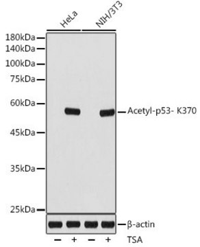 Anti-Acetyl-p53- K370 antibody produced in rabbit