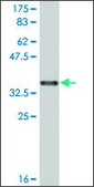 Monoclonal Anti-SULF1, (C-terminal) antibody produced in mouse clone 1A4, ascites fluid