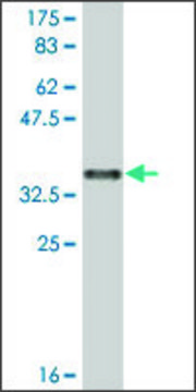 Monoclonal Anti-SULF1, (C-terminal) antibody produced in mouse clone 1A4, ascites fluid