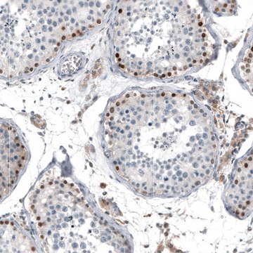 Anti-TCF3 antibody produced in rabbit Prestige Antibodies&#174; Powered by Atlas Antibodies, affinity isolated antibody, buffered aqueous glycerol solution