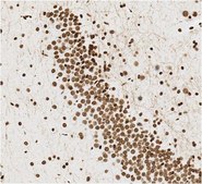 Anti-ISL-1 Antibody, clone 16E8.1 clone 16E8.1, 1 mg/mL, from mouse