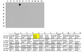 Anti-dimethyl Histone H3 (Lys4) Antibody, Trial Size from rabbit, purified by affinity chromatography