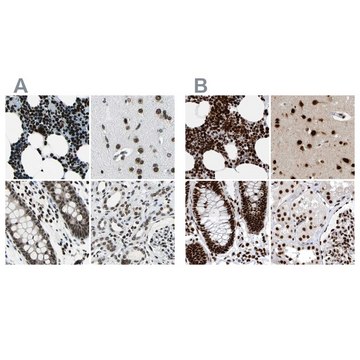 Anti-BCLAF1 antibody produced in rabbit Prestige Antibodies&#174; Powered by Atlas Antibodies, affinity isolated antibody, buffered aqueous glycerol solution