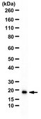 Anti-60S Ribosomal Protein L26 from rabbit, purified by affinity chromatography