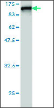 ANTI-RDX antibody produced in mouse clone 2E7, purified immunoglobulin, buffered aqueous solution