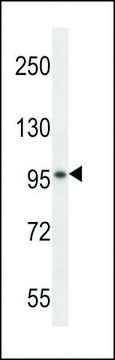 ANTI-VSGP/F-SPONDIN(N-TERMINAL) antibody produced in rabbit affinity isolated antibody, buffered aqueous solution