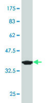 Monoclonal Anti-PDE1B, (C-terminal) antibody produced in mouse clone 4F9, purified immunoglobulin, buffered aqueous solution