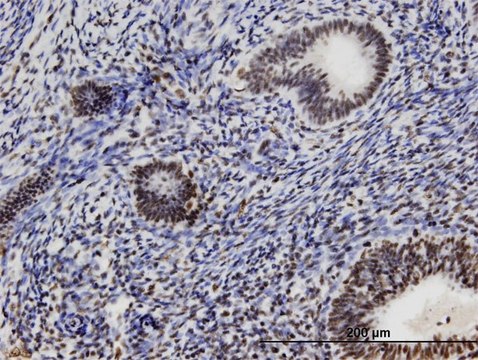 Monoclonal Anti-CCDC131 antibody produced in mouse clone 3A3, purified immunoglobulin, buffered aqueous solution