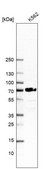 Anti-ORC2 antibody produced in rabbit Prestige Antibodies® Powered by Atlas Antibodies, affinity isolated antibody