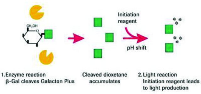 &#946;-Gal Reporter Gene Assay, chemiluminescent sufficient for 500&#160;assays (microplate), sufficient for 250&#160;assays (tubes)