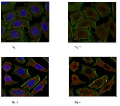 抗NF-E2相关因子2抗体 from rabbit, purified by affinity chromatography