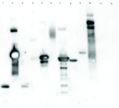 Lectin from Triticum vulgaris (wheat) peroxidase conjugate, lyophilized powder