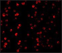 Anti-Raptor (ab3) antibody produced in rabbit affinity isolated antibody, buffered aqueous solution