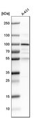 Anti-P3H2 antibody produced in rabbit Prestige Antibodies® Powered by Atlas Antibodies, affinity isolated antibody, buffered aqueous glycerol solution