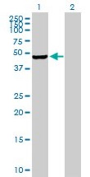 Anti-PIP4K2C antibody produced in mouse purified immunoglobulin, buffered aqueous solution