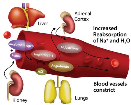 Angiotensin Converting Enzyme-2, ACE2 biotin-tagged, human recombinant, &#8805;1000000U/mg, expressed in HEK 293 cells