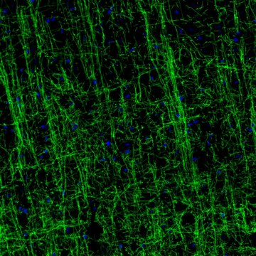 Monoclonal Anti-MOG antibody produced in mouse Prestige Antibodies&#174; Powered by Atlas Antibodies, clone CL2858, purified immunoglobulin, buffered aqueous glycerol solution