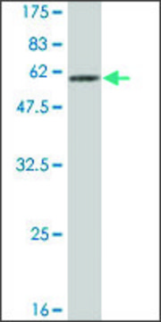 Monoclonal Anti-MTUS1 antibody produced in mouse clone 1C10, ascites fluid