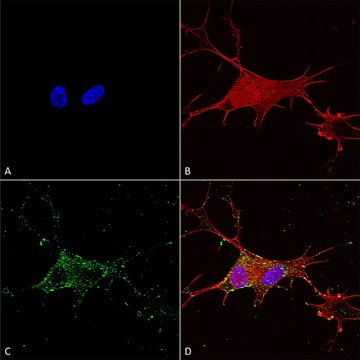 Monoclonal Anti-Brevican - Atto 594 antibody produced in mouse clone S294A-6, purified immunoglobulin