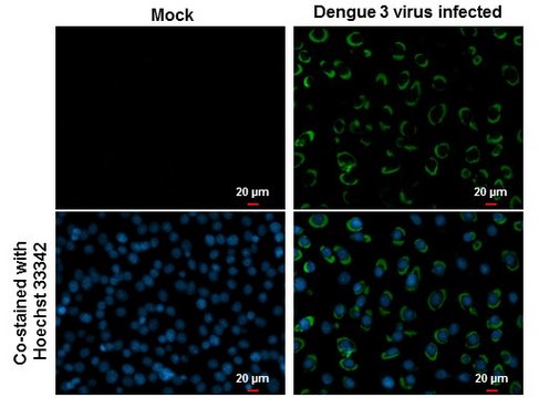 Monoclonal Anti-Dengue virus NS1 protein antibody produced in mouse clone GT4212, affinity isolated antibody