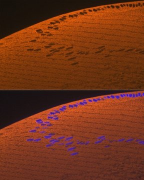 Anti-CRYAA antibody produced in rabbit