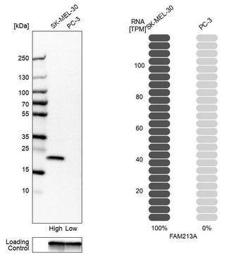 Anti-FAM213A antibody produced in rabbit Prestige Antibodies® Powered by Atlas Antibodies, affinity isolated antibody, buffered aqueous glycerol solution