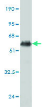 Monoclonal Anti-TNF antibody produced in mouse clone 1C3-A1-F4, purified immunoglobulin, buffered aqueous solution