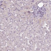 Anti-GEMIN2 antibody produced in rabbit Prestige Antibodies® Powered by Atlas Antibodies, affinity isolated antibody, buffered aqueous glycerol solution