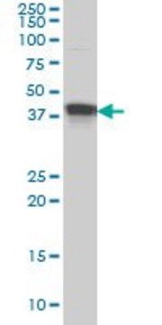 Monoclonal Anti-MBNL1 antibody produced in mouse clone 1D11, purified immunoglobulin, buffered aqueous solution